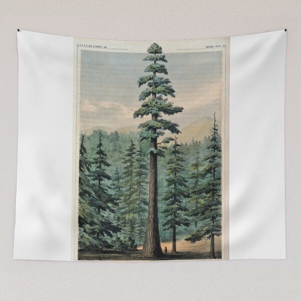 Item preview, Mammoth Tree In Forest designed and sold by DominicMiele.
