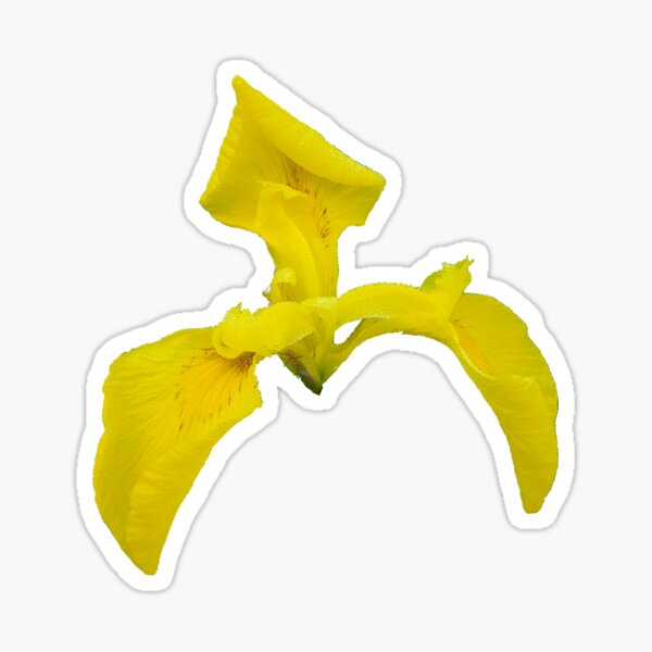 Yellow River Iris #1 Sticker