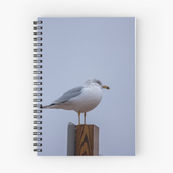 Item preview, Seagull Roosting designed and sold by 5x5 Adventures .