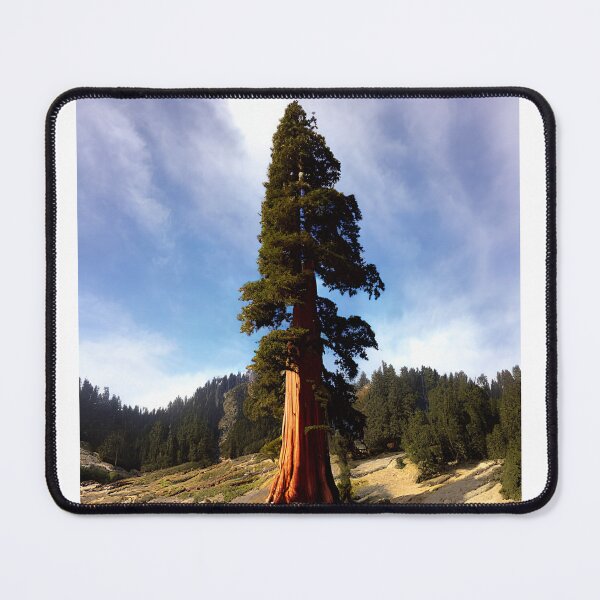 Item preview, Majestic Coastal Sequoia Tree Art designed and sold by Kroop.
