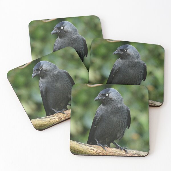 Item preview, Jackdaw  designed and sold by ollygriffin.