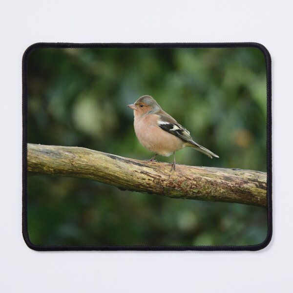 Item preview, Chaffinch  designed and sold by ollygriffin.