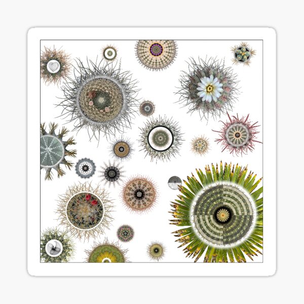 cactus 22 Sticker