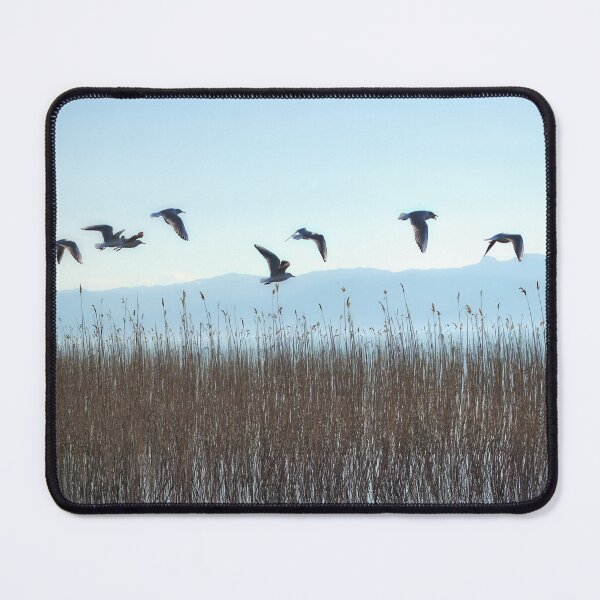 Item preview, Gulls designed and sold by distracted.