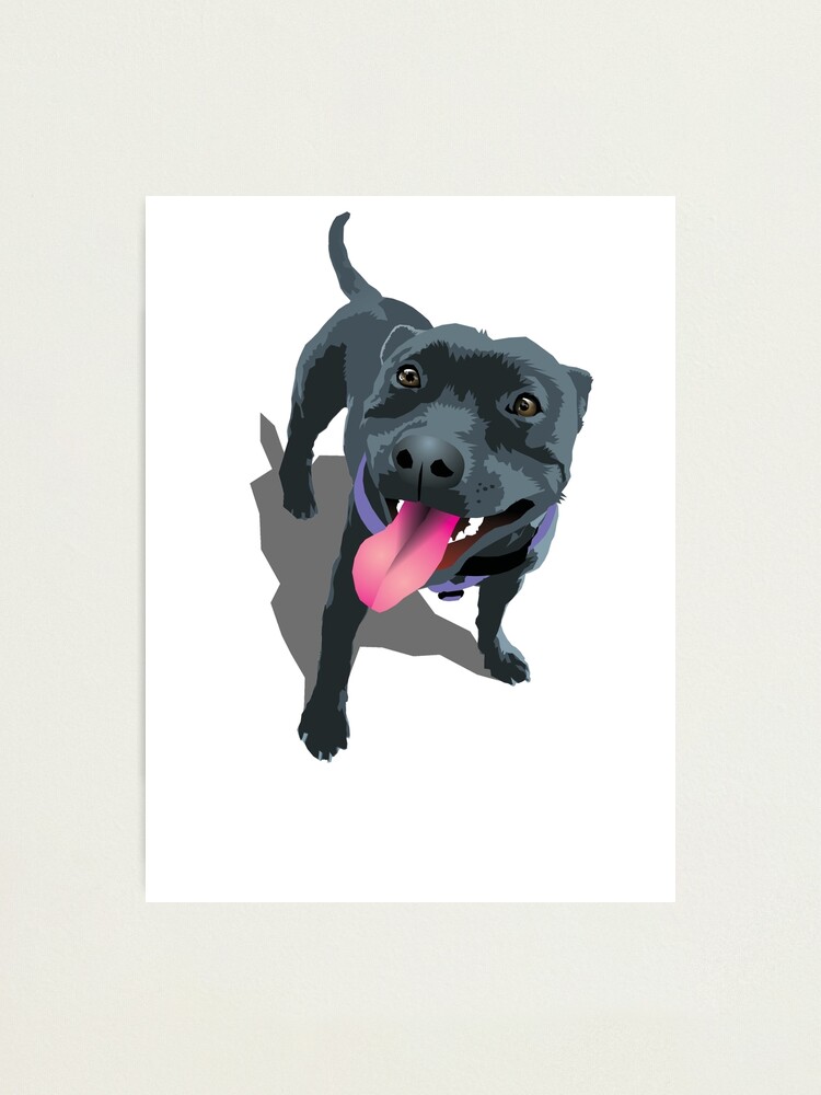 Lamina Fotografica Staffy De rtytees Redbubble