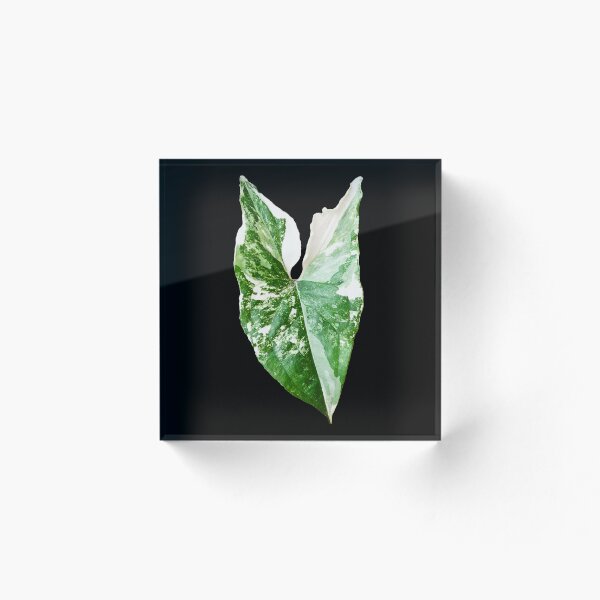 Aperçu de l'œuvre Photographie unique et organique d'un Syngonium Albo 3 créée et vendue par AvonPerception.
