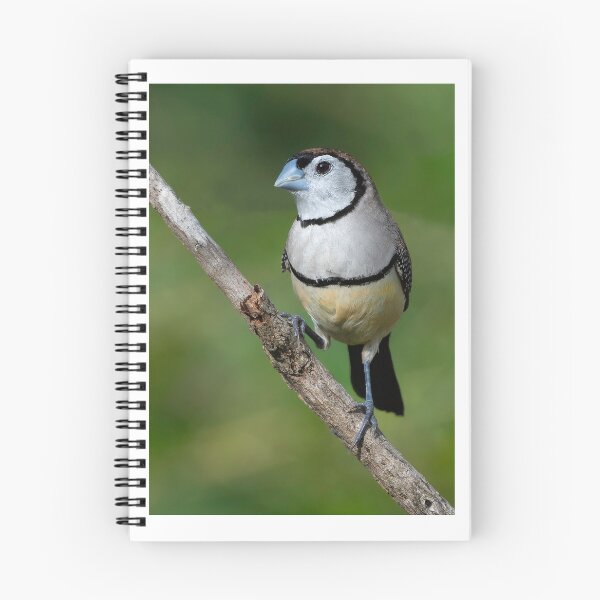 Item preview, Double-barred Finch designed and sold by RAFImages.