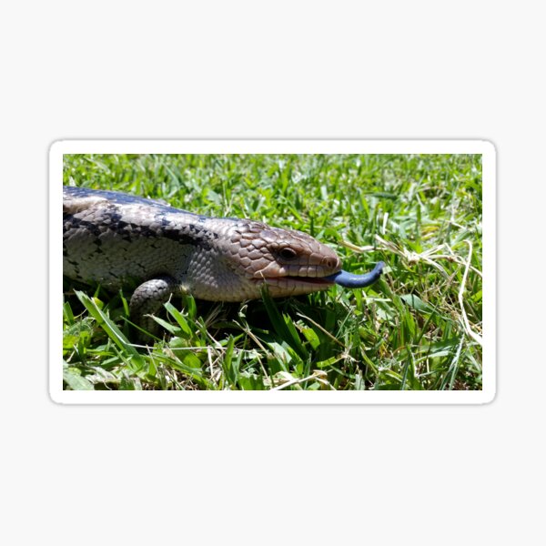 Item preview, Blue tongue skink designed and sold by stace8383.