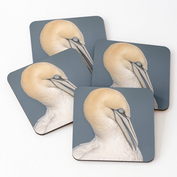 Artikelvorschau, Northern gannet entworfen und verkauft von AliMarleyPhoto.