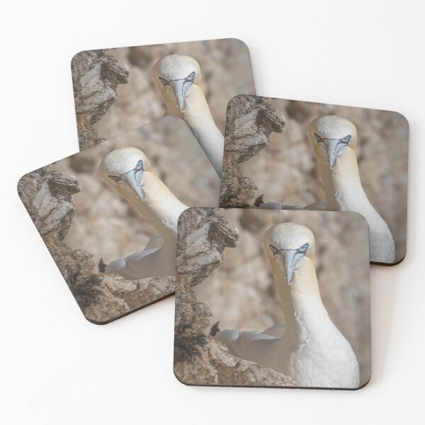 Artikelvorschau, Northern gannet entworfen und verkauft von AliMarleyPhoto.