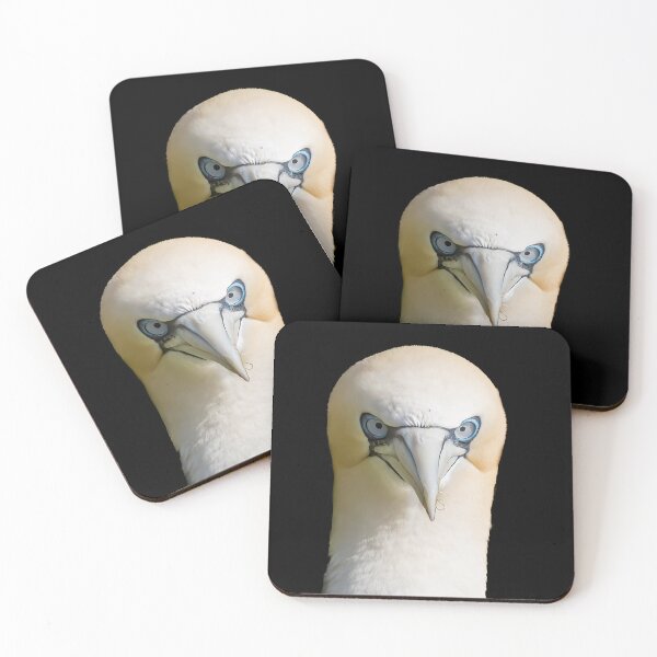 Artikelvorschau, Northern gannet entworfen und verkauft von AliMarleyPhoto.