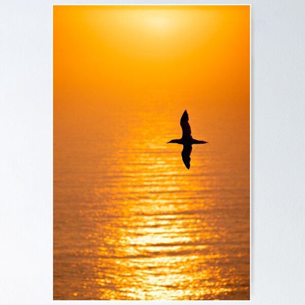 Artikelvorschau, Northern gannet sunrise entworfen und verkauft von AliMarleyPhoto.