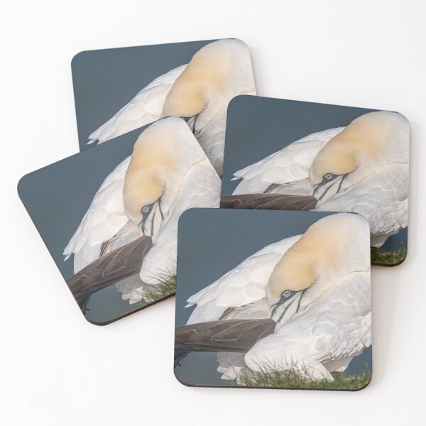 Artikelvorschau, Northern Gannet entworfen und verkauft von AliMarleyPhoto.
