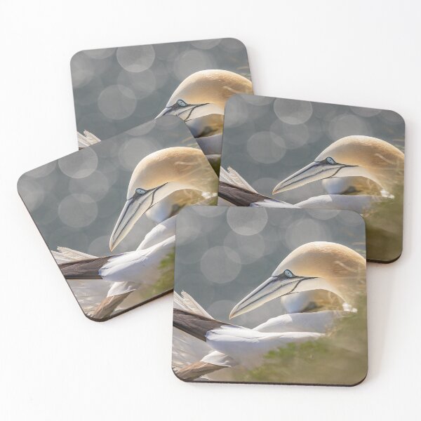 Artikelvorschau, Northern Gannet entworfen und verkauft von AliMarleyPhoto.