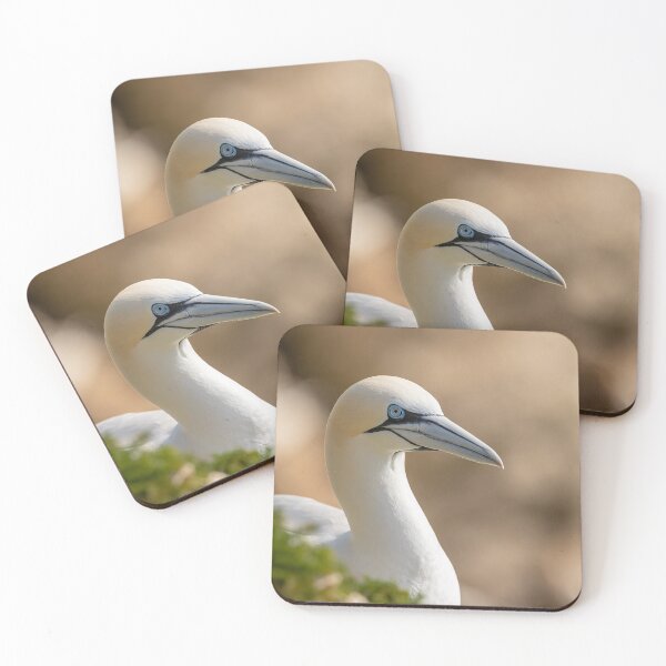 Artikelvorschau, Northern Gannet entworfen und verkauft von AliMarleyPhoto.