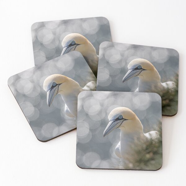 Artikelvorschau, Northern Gannet entworfen und verkauft von AliMarleyPhoto.