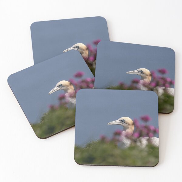 Artikelvorschau, Northern Gannet entworfen und verkauft von AliMarleyPhoto.
