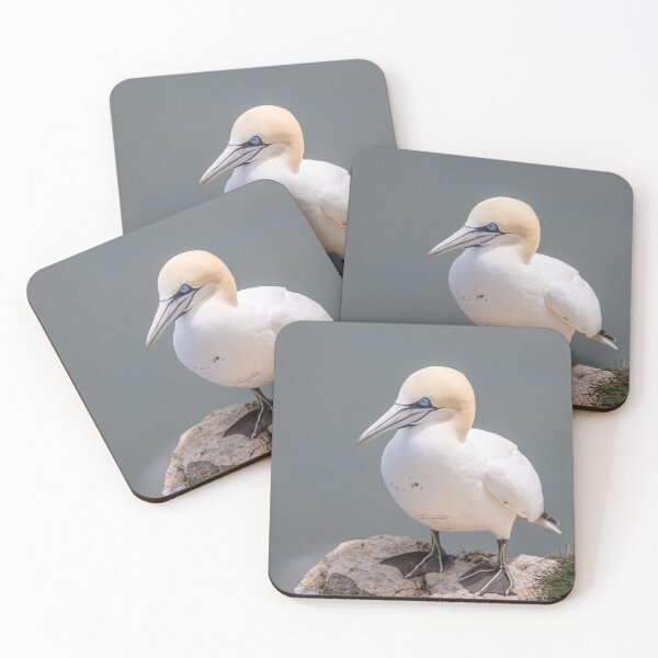Item preview, Northern Gannet designed and sold by AliMarleyPhoto.
