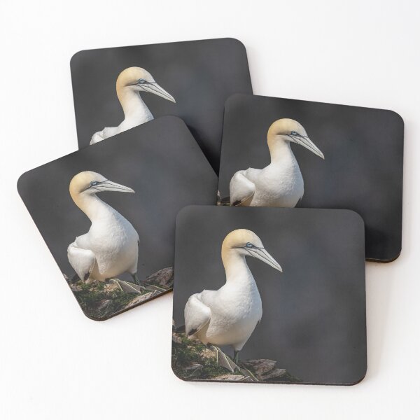 Artikelvorschau, Northern Gannet entworfen und verkauft von AliMarleyPhoto.