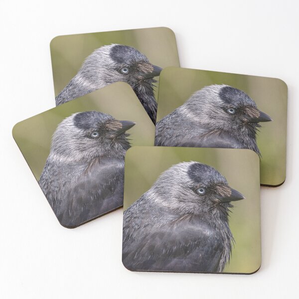 Item preview, Jackdaw designed and sold by AliMarleyPhoto.