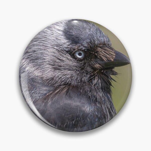 Item preview, Jackdaw designed and sold by AliMarleyPhoto.