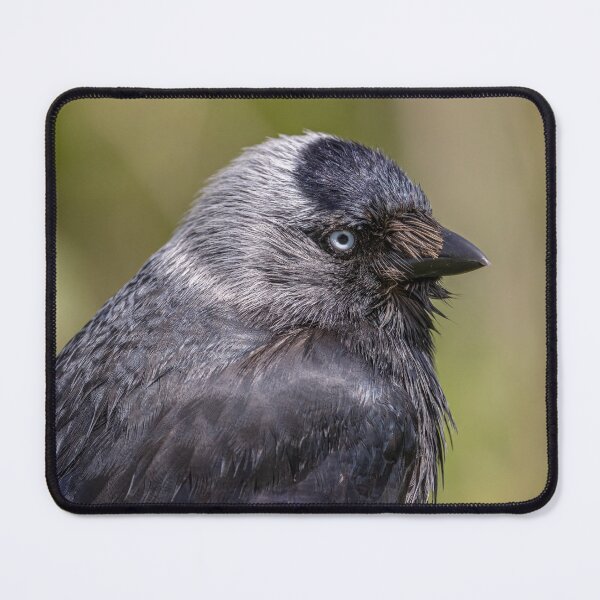 Item preview, Jackdaw designed and sold by AliMarleyPhoto.