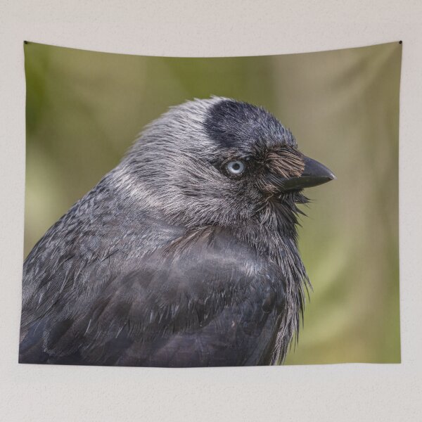 Item preview, Jackdaw designed and sold by AliMarleyPhoto.