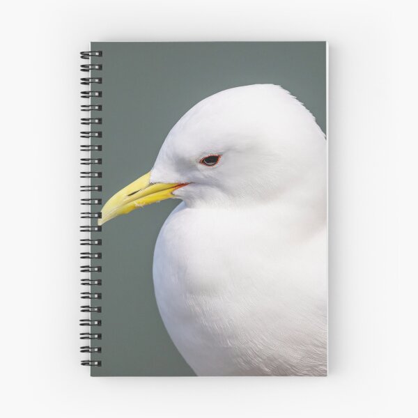 Item preview, kittiwake designed and sold by AliMarleyPhoto.