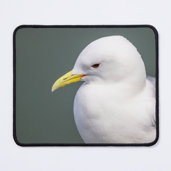 Item preview, kittiwake designed and sold by AliMarleyPhoto.