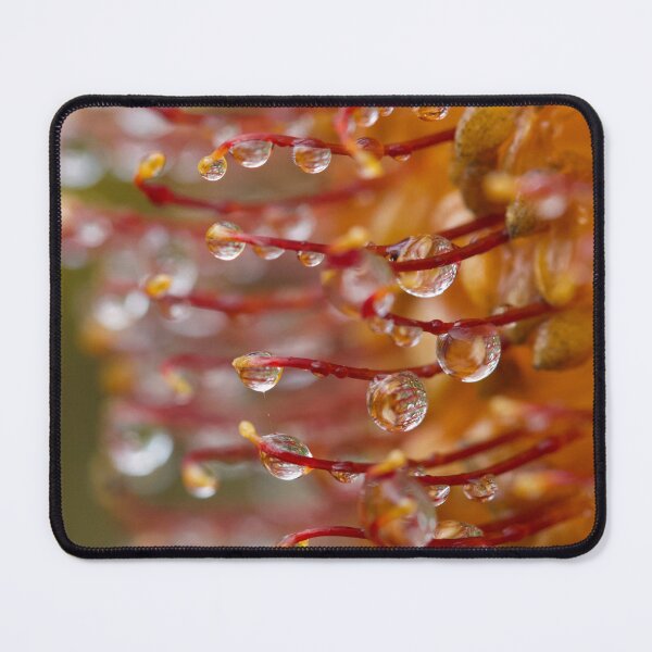 Item preview, Banksia with water drops designed and sold by Jennene Cathcart.