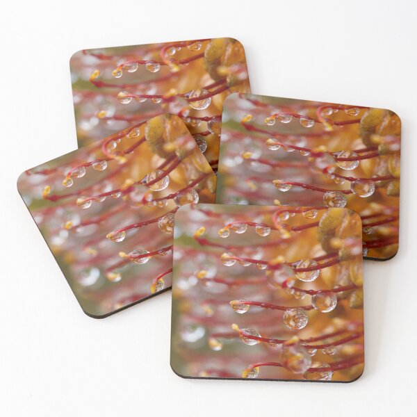 Item preview, Banksia with water drops designed and sold by Jennene Cathcart.