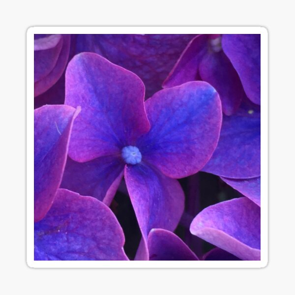 Cluster of Purple Flowers Sticker