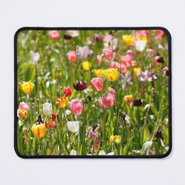 Item preview, Colorful blooming tulips, (Tulipa), flowerbed, Germany designed and sold by Torsten  Krüger.