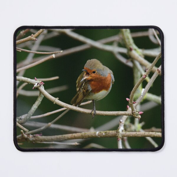 Item preview, Robin designed and sold by ollygriffin.