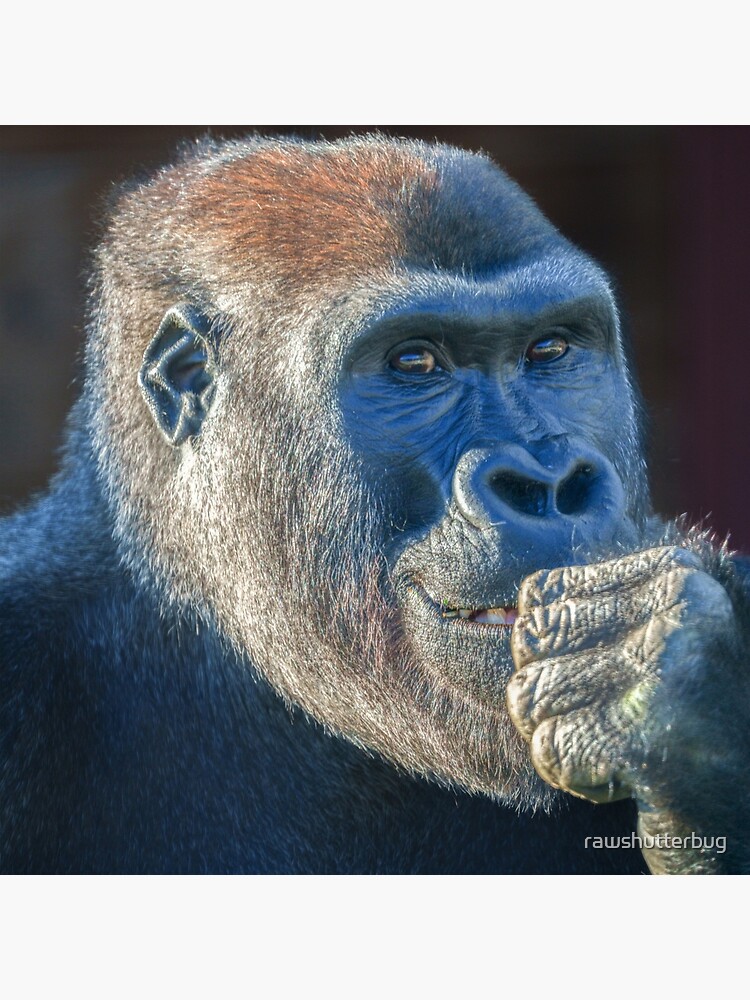 Gorilla Lope's Grin Throw Pillow for Sale by rawshutterbug