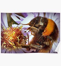 Somethings Bee-n Here Bee-fore Me! Poster