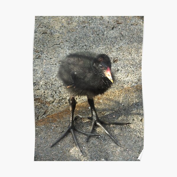 Cute Coot Chick Poster