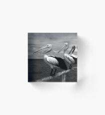 Pelicans @ Semaphore Acrylic Block