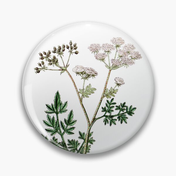 Item preview, Vintage Poison Hemlock - Conium maculatum, Antique Botanical Illustration, Poisonous Plants, Witches Herbs designed and sold by Larkwort.