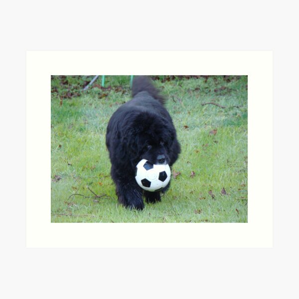 Item preview, Newfoundland dog designed and sold by meganboundy.