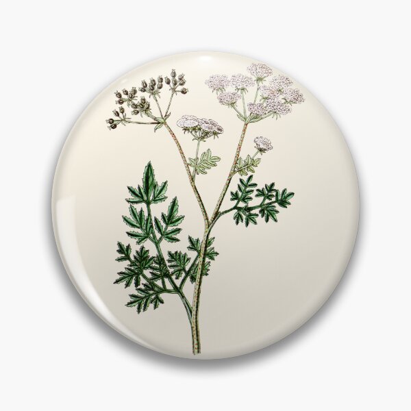 Item preview, Vintage Poison Hemlock - Conium maculatum, Witches Herbs, Antique Botanical Illustration, Poisonous Plants designed and sold by Larkwort.