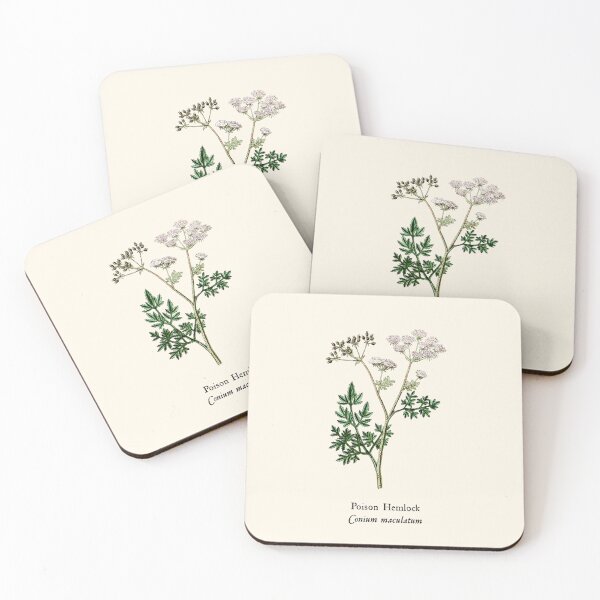 Item preview, Vintage Poison Hemlock - Conium maculatum, Witches Herbs, Antique Botanical Illustration, Poisonous Plants designed and sold by Larkwort.