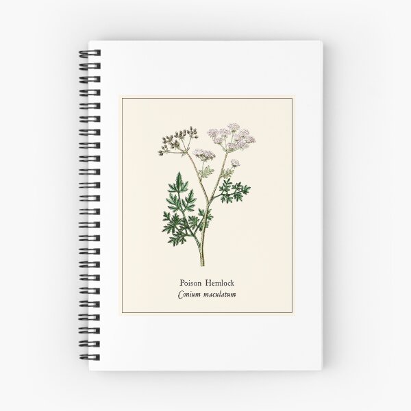 Item preview, Vintage Poison Hemlock - Conium maculatum, Witches Herbs, Antique Botanical Illustration, Poisonous Plants designed and sold by Larkwort.