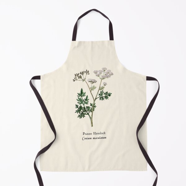 Item preview, Vintage Poison Hemlock - Conium maculatum, Witches Herbs, Antique Botanical Illustration, Poisonous Plants designed and sold by Larkwort.