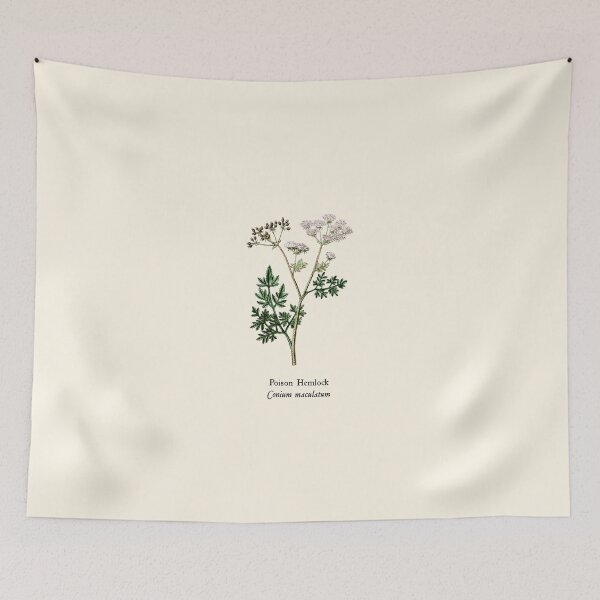 Item preview, Vintage Poison Hemlock - Conium maculatum, Witches Herbs, Antique Botanical Illustration, Poisonous Plants designed and sold by Larkwort.