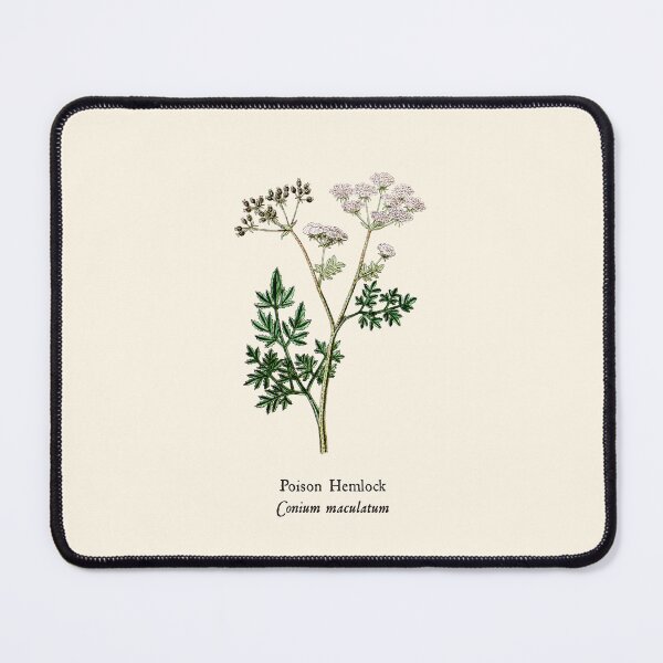 Item preview, Vintage Poison Hemlock - Conium maculatum, Witches Herbs, Antique Botanical Illustration, Poisonous Plants designed and sold by Larkwort.