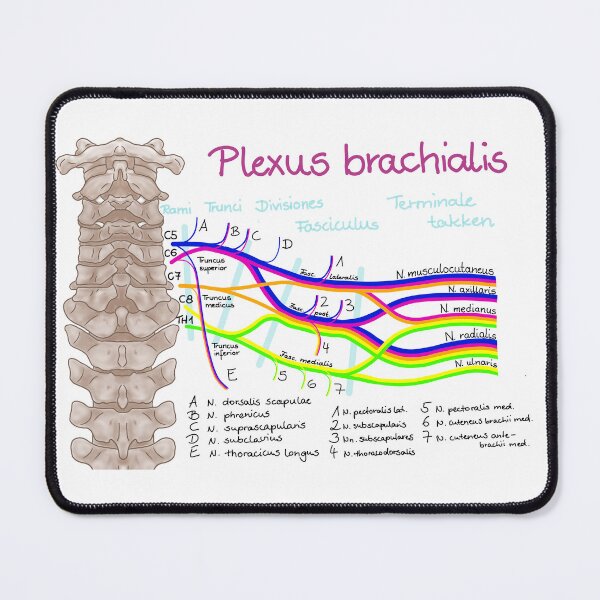 Item preview, brachial plexus designed and sold by Juliane  Heinecke.