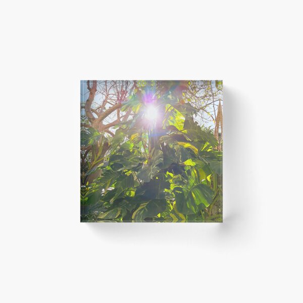 Item preview, Nature's Brilliance: Stunning Shot of Sunlight Through Exotic Green Foliage designed and sold by PhotografeeMrsB.