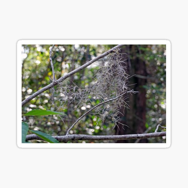 Item preview, Spanish moss tangle designed and sold by TinyDinoDesigns.