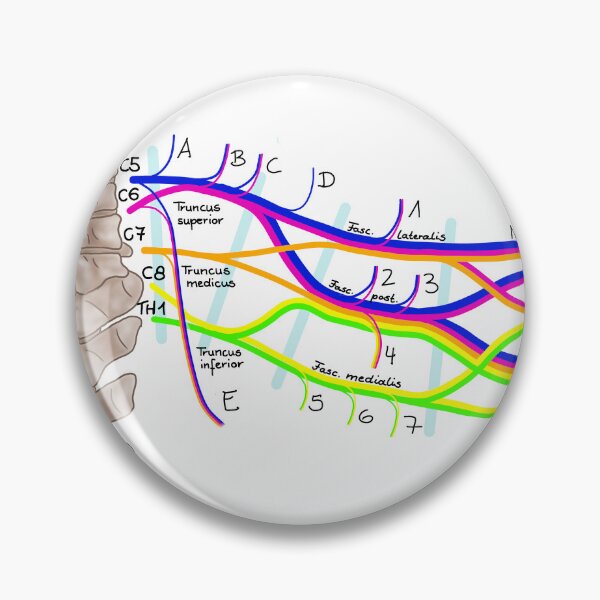 Item preview, brachial plexus designed and sold by Juliane  Heinecke.